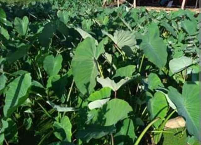 ঠাকুরগাঁওয়ে কালো কচুতেই অধিক লাভবান প্রান্তিক কৃষক